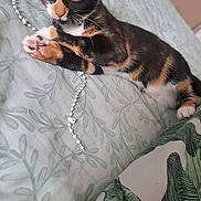Polly joined the competition — help win amazing prizes! kitten, cat, calico, bed, bedding, string, beads, indoor, pet, animal, playful, paw, closeup, feline, resting, soft_light, blurred_background, decor, dog_figure, cozy