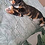 kitten, cat, calico, bed, bedding, string, beads, indoor, pet, animal, playful, paw, closeup, feline, resting, soft_light, blurred_background, decor, dog_figure, cozy