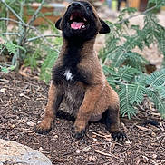 Martel a rejoint le concours — aidez-le/la à gagner de superbes lots ! puppy, dog, brown, black, outdoor, sitting, mouth_open, plants, greenery, soil, young_animal, nature, pet, canine, fur, playful, happy, animal, closeup, daylight