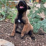 animal, black, brown, canine, closeup, daylight, dog, fur, greenery, happy, mouth_open, nature, outdoor, pet, plants, playful, puppy, sitting, soil, young_animal
