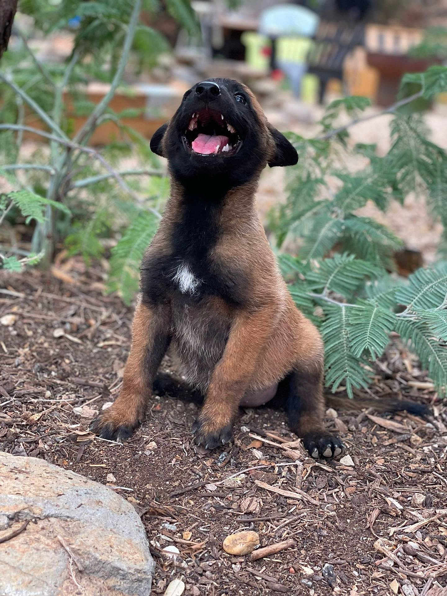 Martel a rejoint le concours — aidez-le/la à gagner de superbes lots ! puppy, dog, brown, black, outdoor, sitting, mouth_open, plants, greenery, soil, young_animal, nature, pet, canine, fur, playful, happy, animal, closeup, daylight