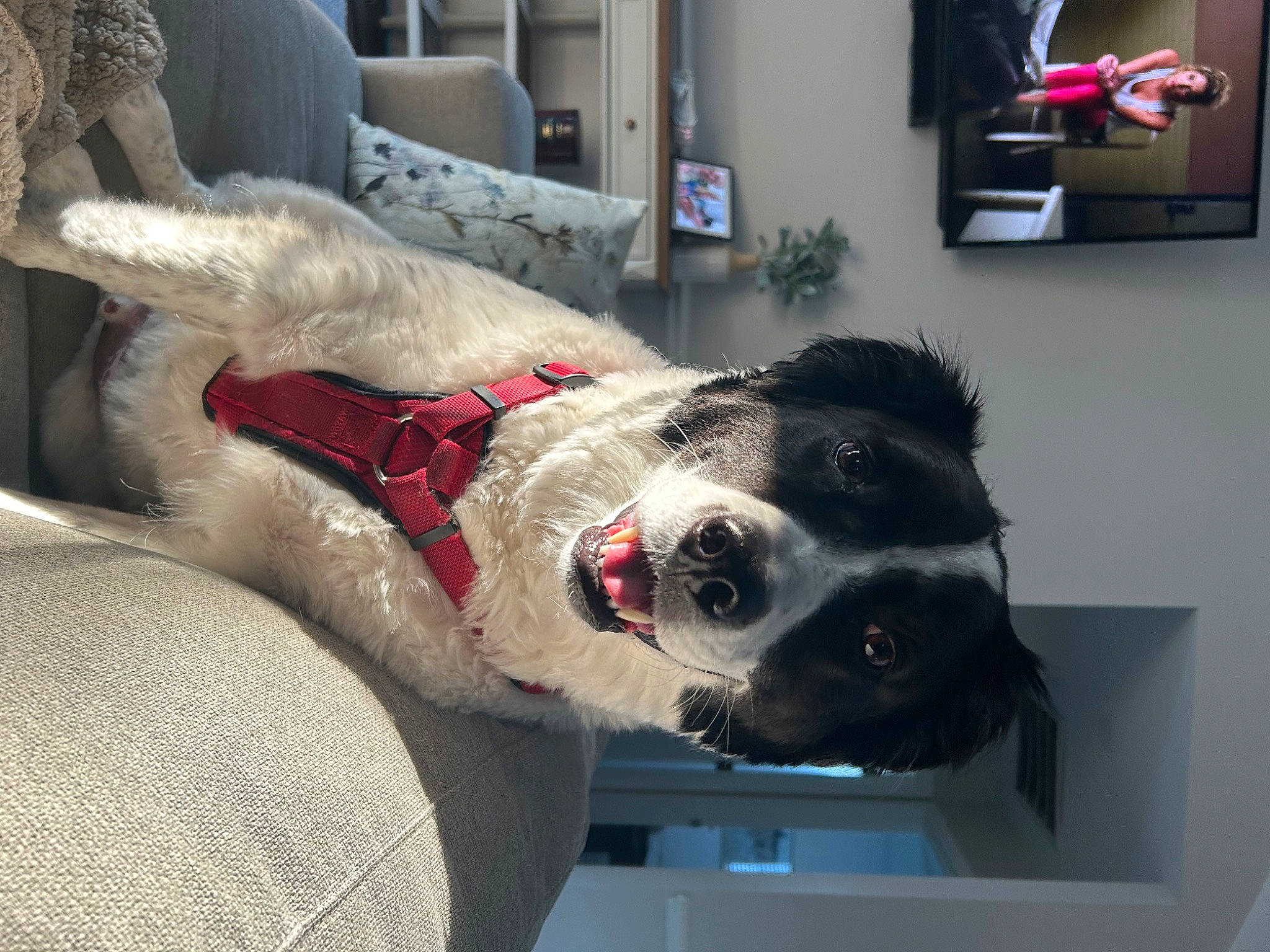 Lincoln is registered to the contest to win money with this photo: carnivore, collar, companion_dog, couch, dog, dog_breed, dog_collar, fang, fur, fur_clothing, giant_dog_breed, grey, guard_dog, leash, picture_frame, room, shelf, snout, whiskers, working_animal