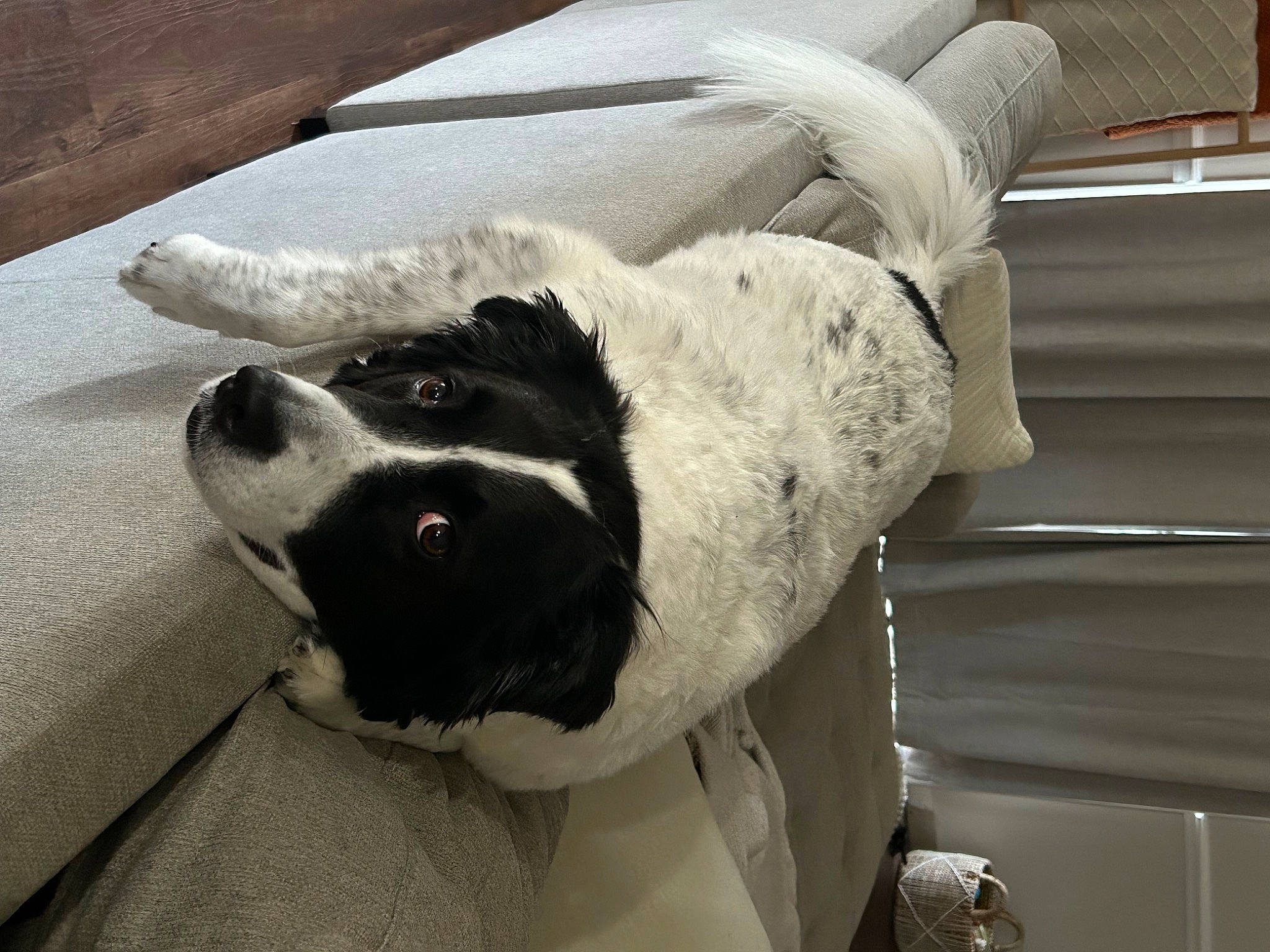 Lincoln is registered to the contest to win money with this photo: canidae, carnivore, collar, comfort, companion_dog, couch, dog, dog_breed, fawn, fur, linens, nap, non_sporting_group, sleep, snout, snow, sporting_group, whiskers, window, working_animal