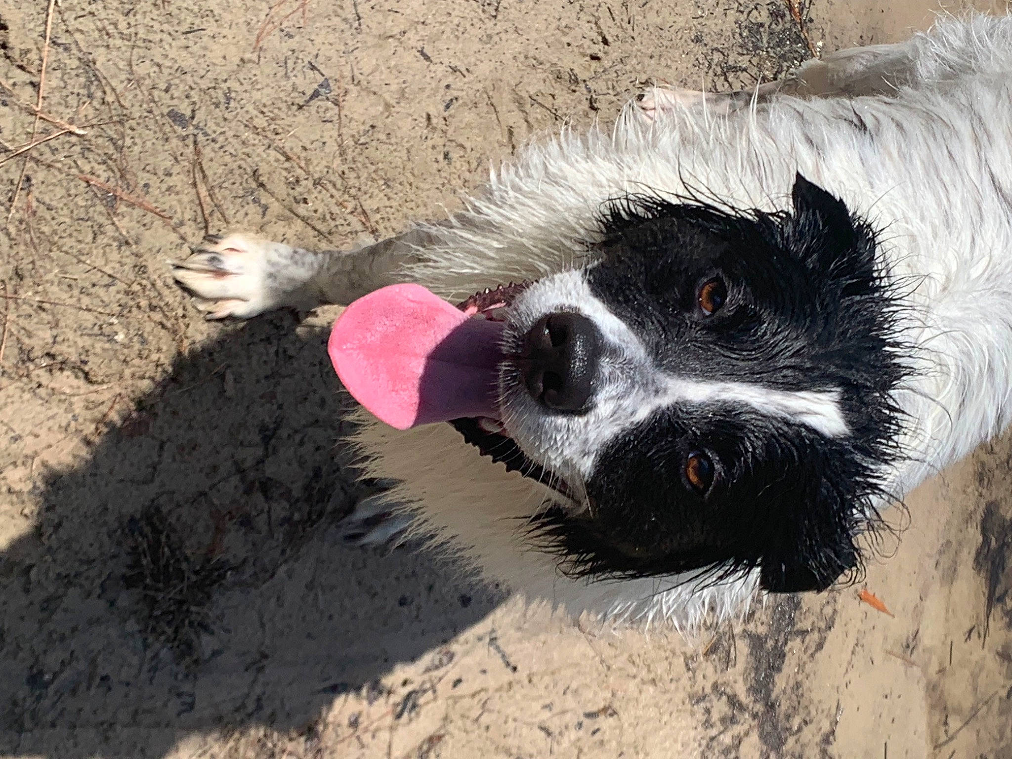 Lincoln joined the competition — help win amazing prizes! ball, border_collie, canidae, carnivore, companion_dog, dog, dog_breed, dog_collar, dog_supply, fur, herding_dog, paw, pet_supply, snout, soil, sporting_group, tail, terrier, toy_dog, working_animal
