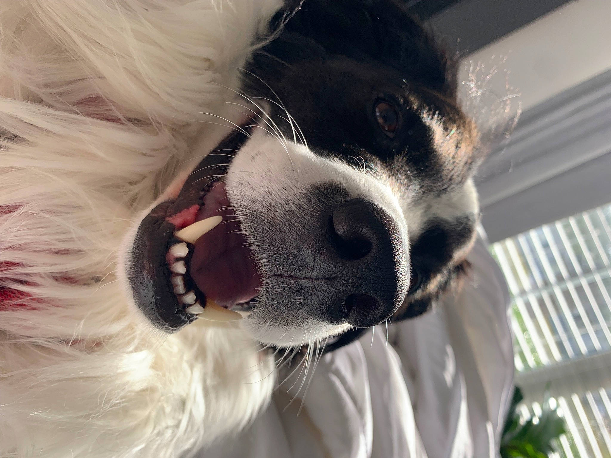 Lincoln is registered to the contest to win money with this photo: canidae, carnivore, collar, companion_dog, dog, dog_breed, dog_collar, ear, eyewear, fur, human_body, jaw, mammal, nose, pet_supply, snout, sporting_group, sunglasses, whiskers, working_animal