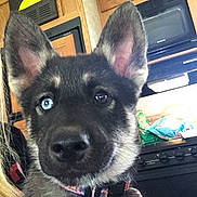 Case is registered to the contest to win money with this photo: animal, blue_eye, brown_eye, close_up, collar, curious, cute, dog, domestic_animal, ears, hand, heterochromia, indoor, kitchen, person, pet, puppy, stove, wooden_cabinet, young_dog