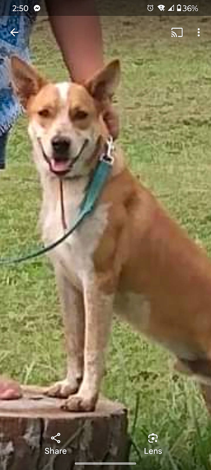 Rocky joined the competition — help win amazing prizes! accessories, animal, canine, chihuahua, countryside, dog, halter, hound, husky, indoors, interiordesign, leash, nature, outdoors, pet, plant, policedog, strap, tree, treestump