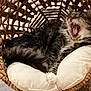 Flaca is registered to the contest to win money with this photo: cat, tabby, yawning, feline, pet, basket, woven_basket, chair, cushion, indoor, cozy, fur, animal, resting, relaxing, home, carpet, whiskers, mouth_open, sleepy