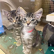 Flaca joined the competition — help win amazing prizes! kitten, cat, tabby, pets, indoor, curious, glass, enclosure, collar, green_eyes, feline, cute, young, animal, scratching_post, blanket, soft, fur, companion, playful