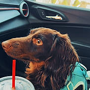 Blue is registered to the contest to win money with this photo: dog, long_haired_dog, brown_dog, pet, harness, car_interior, passenger_seat, drink_cup, red_straw, plastic_lid, side_mirror, window, close_up, profile_view, looking_up, fur, portrait, travel, road_trip, seat
