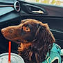 dog, long_haired_dog, brown_dog, pet, harness, car_interior, passenger_seat, drink_cup, red_straw, plastic_lid, side_mirror, window, close_up, profile_view, looking_up, fur, portrait, travel, road_trip, seat