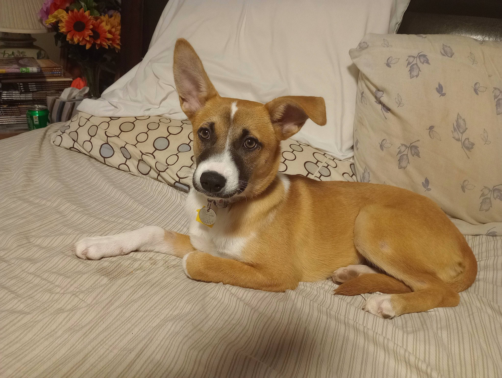 Chicky is registered to the contest to win money with this photo: basenji, canidae, carnivore, comfort, companion_dog, couch, dog, dog_bed, dog_breed, dog_supply, fawn, flooring, hardwood, hound, paw, snout, sporting_group, tail, wood, working_animal