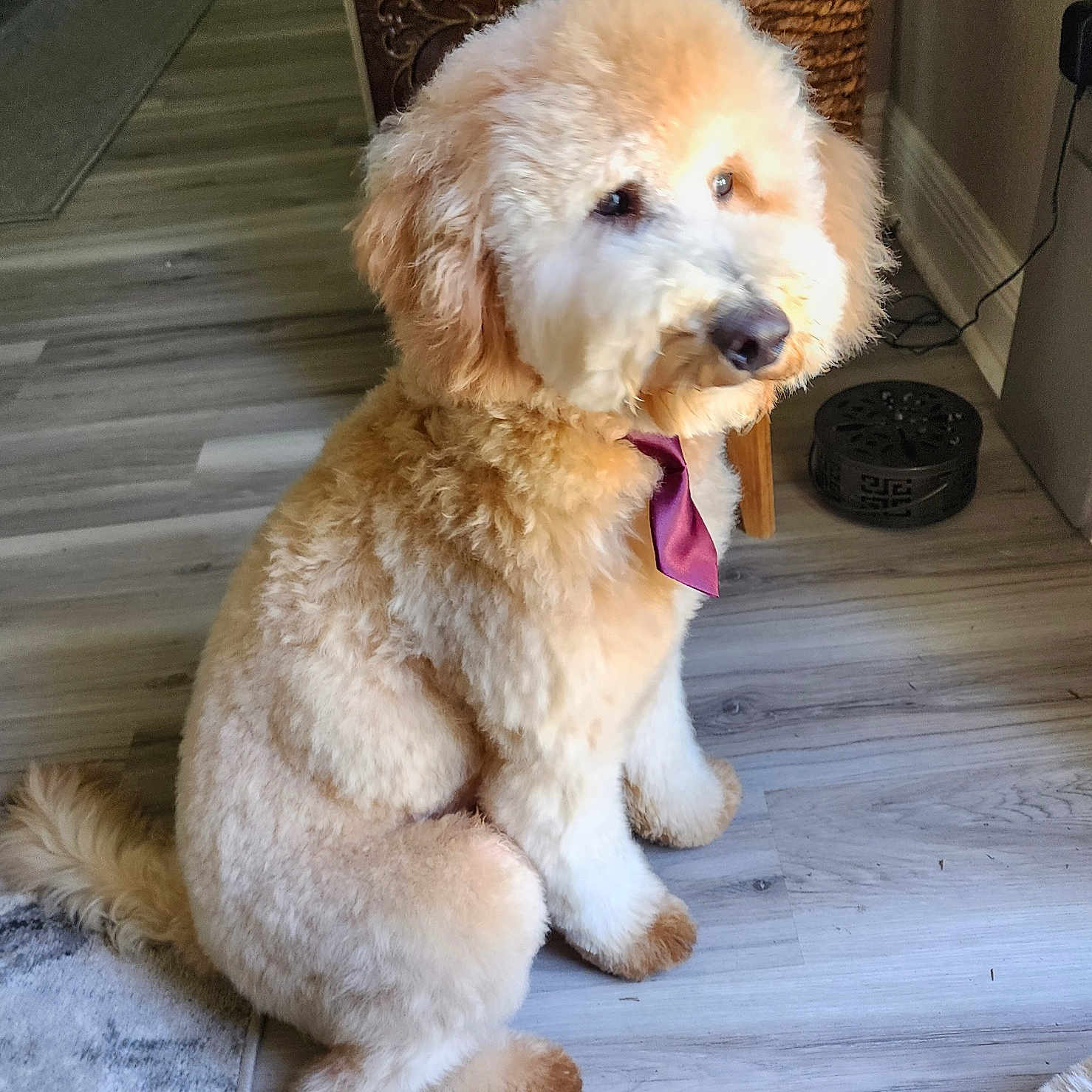 Otis is registered to the contest to win money with this photo: animal, brown_paws, calm, canine, companion, cute, decorative_plant, dog, domestic_animal, floor, fluffy, fur, household, indoor, light_brown, pet, portrait, sitting, tie, wooden_floor