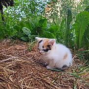 Sweetie a rejoint le concours — aidez-le/la à gagner de superbes lots ! kitten, cat, calico, animal, outdoor, nature, grass, plants, straw, young, cute, furry, small, calm, greenery, daylight, background, house, peaceful, resting