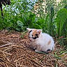 kitten, cat, calico, animal, outdoor, nature, grass, plants, straw, young, cute, furry, small, calm, greenery, daylight, background, house, peaceful, resting