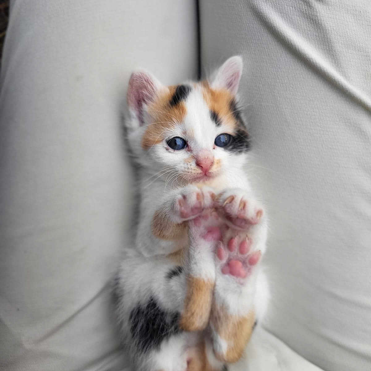 Sweetie a rejoint le concours — aidez-le/la à gagner de superbes lots ! kitten, calico, cat, paw_pads, blue_eyes, pet, animal, cute, small, feline, fur, whiskers, legs, lap, stretching, indoor, closeup, soft_texture, adorable, young