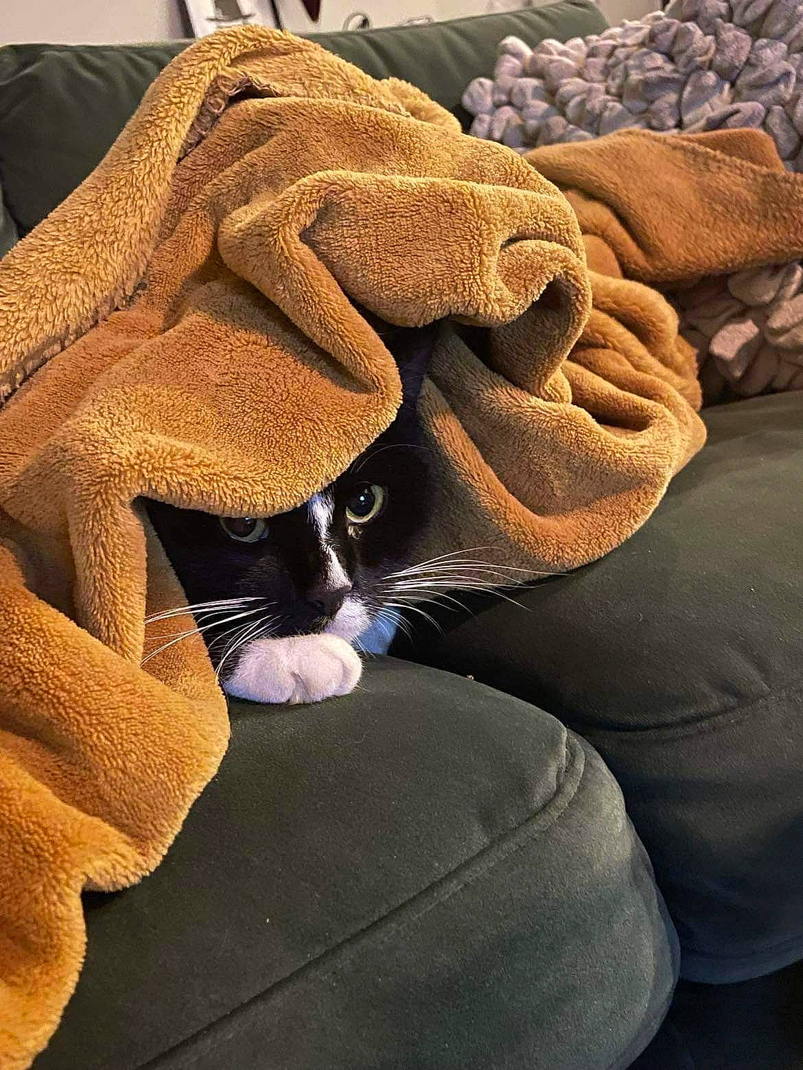 Hades participe au concours pour gagner de l'argent avec cette photo : canidae, carnivore, cat, comfort, companion_dog, eyewear, fawn, felidae, fur, human_leg, knee, linens, sitting, small_to_medium_sized_cats, textile, thigh, tints_and_shades, whiskers, wood, wrist