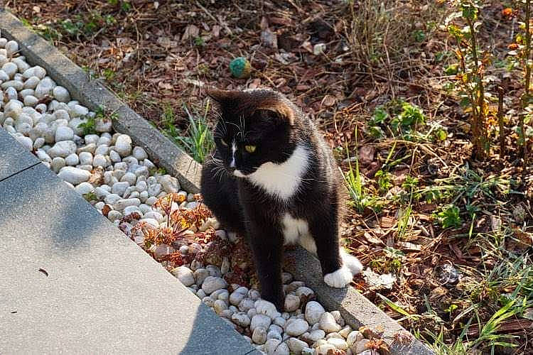 Hades participe au concours pour gagner de l'argent avec cette photo : asphalt, carnivore, cat, cobblestone, domestic_short_haired_cat, felidae, fur, grass, groundcover, landscape, plant, road, road_surface, rock, sitting, small_to_medium_sized_cats, soil, tail, terrestrial_animal, whiskers