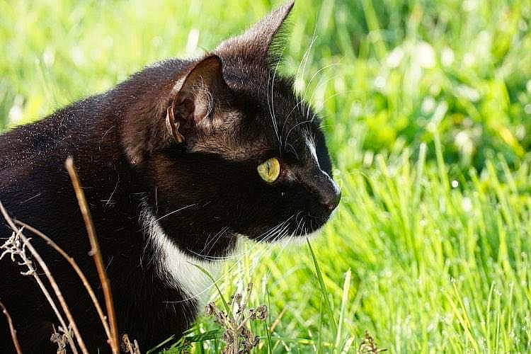 Hades participe au concours pour gagner de l'argent avec cette photo : black_cat, bombay, carnivore, cat, domestic_short_haired_cat, eye, felidae, fur, grass, grassland, pasture, plant, small_to_medium_sized_cats, snout, tail, terrestrial_animal, tree, whiskers, wildlife