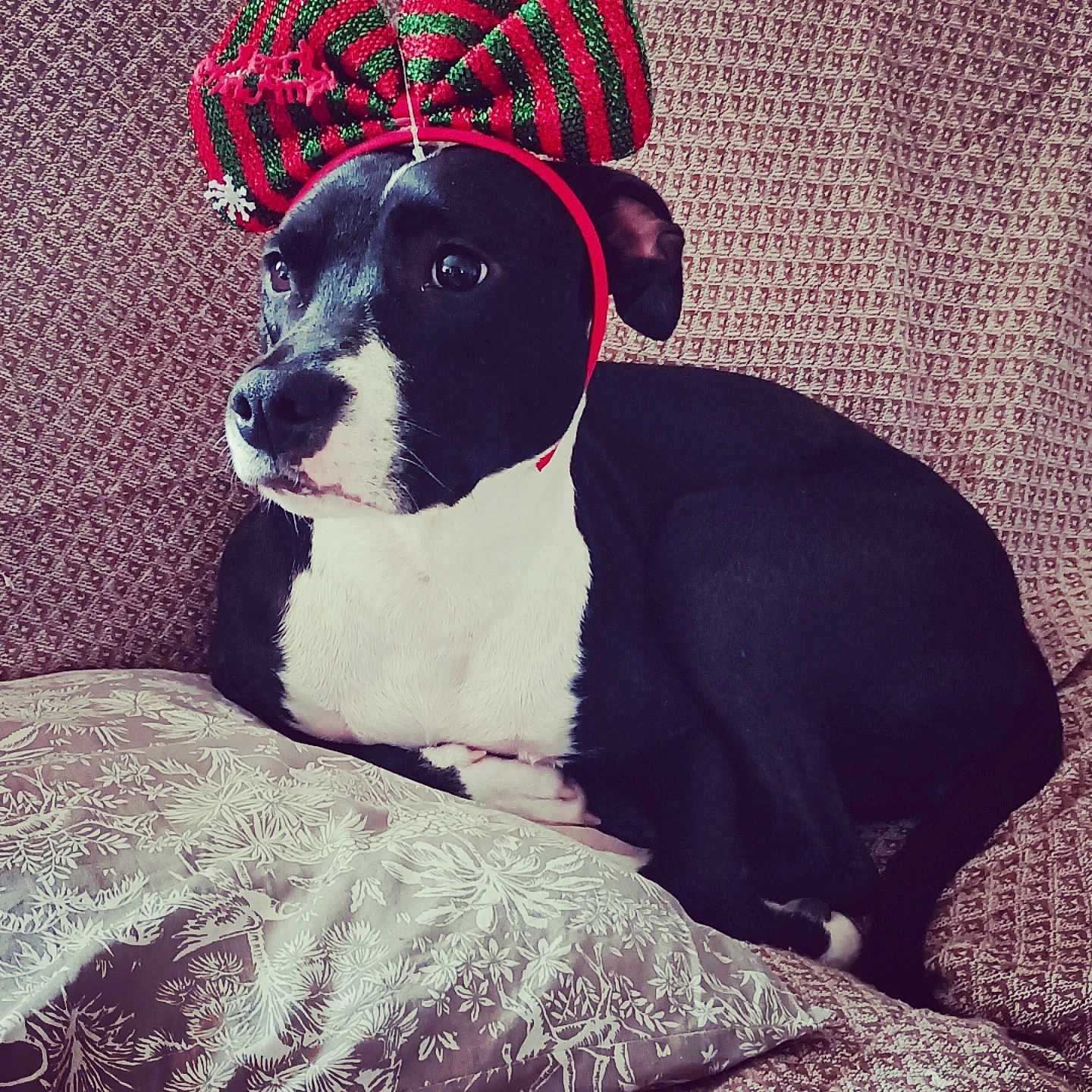 Atilaé participe au concours pour gagner de l'argent avec cette photo : animal, black_and_white, bow_headband, calm, couch, cozy, cute, decor, dog, ears, face, festive, fur, holiday, indoor, looking_away, patterned, pet, pillow, resting