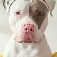 Manny a rejoint le concours — aidez-le/la à gagner de superbes lots ! dog, pitbull, portrait, close_up, pink_nose, white_coat, brown_patch, ears, eyes, indoor, pet, attentive, curious, sitting, studio_lighting, centered, mammal, canine, headshot, snout
