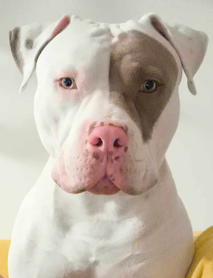 Manny a rejoint le concours — aidez-le/la à gagner de superbes lots ! dog, pitbull, portrait, close_up, pink_nose, white_coat, brown_patch, ears, eyes, indoor, pet, attentive, curious, sitting, studio_lighting, centered, mammal, canine, headshot, snout
