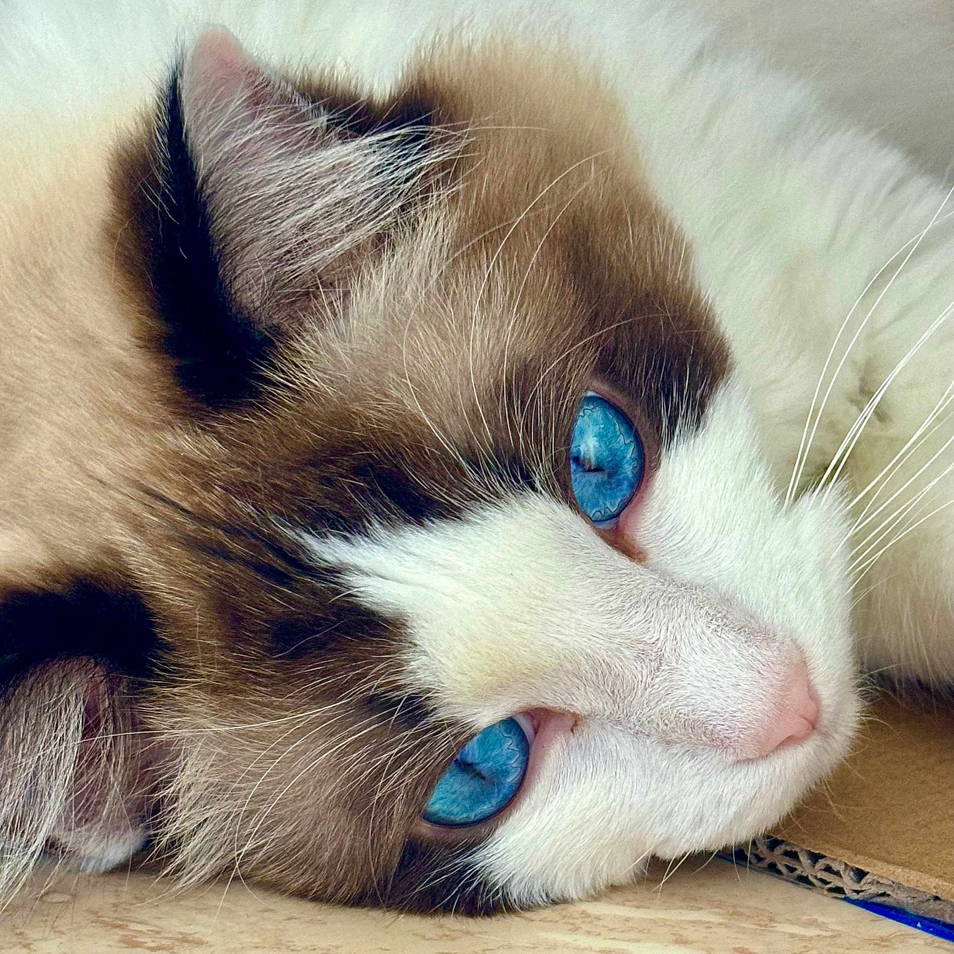 Neige participe au concours pour gagner de l'argent avec cette photo : animal, blue_eyes, cat, close_up, cute, domestic_cat, face, feline, fur, indoor, laying_down, mammal, pet, pink_nose, portrait, relaxed, resting, sleepy, soft_texture, whiskers