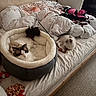 animal, bed, blanket, carpet, cat, cozy, cute, domestic_cat, feather_toy, fluffy, furniture, indoor, pet_bed, playing, plush_toy, relaxed, resting, room, soft, white_sheet