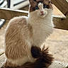 animal, blue_eyes, brown, cat, closeup, cream, curious, daylight, domestic_cat, fluffy, fur, long_hair, nature, outdoor, pet, portrait, sitting, white, wooden_beams, wooden_surface