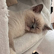 Flocon participe au concours pour gagner de l'argent avec cette photo : animal, bed, cat, closeup, comfortable, cozy, cute, domestic, feline, fur, indoor, kitten, paw, pet, relaxed, resting, sleeping, soft, warm, white