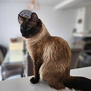 Blue a rejoint le concours — aidez-le/la à gagner de superbes lots ! cat, siamese_cat, blue_eyes, indoor, furniture, table, domestic_animal, pet, fur, whiskers, tail, animal, mammal, sitting, portrait, closeup, house, cute, feline, domestic_cat