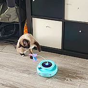 Blue a rejoint le concours — aidez-le/la à gagner de superbes lots ! animal, black, brown, cat, curious, floor, furniture, home, indoor, interactive_toy, mammal, paw, pet, playful, siamese_cat, storage_cubby, toy, whiskers, white, wooden_floor