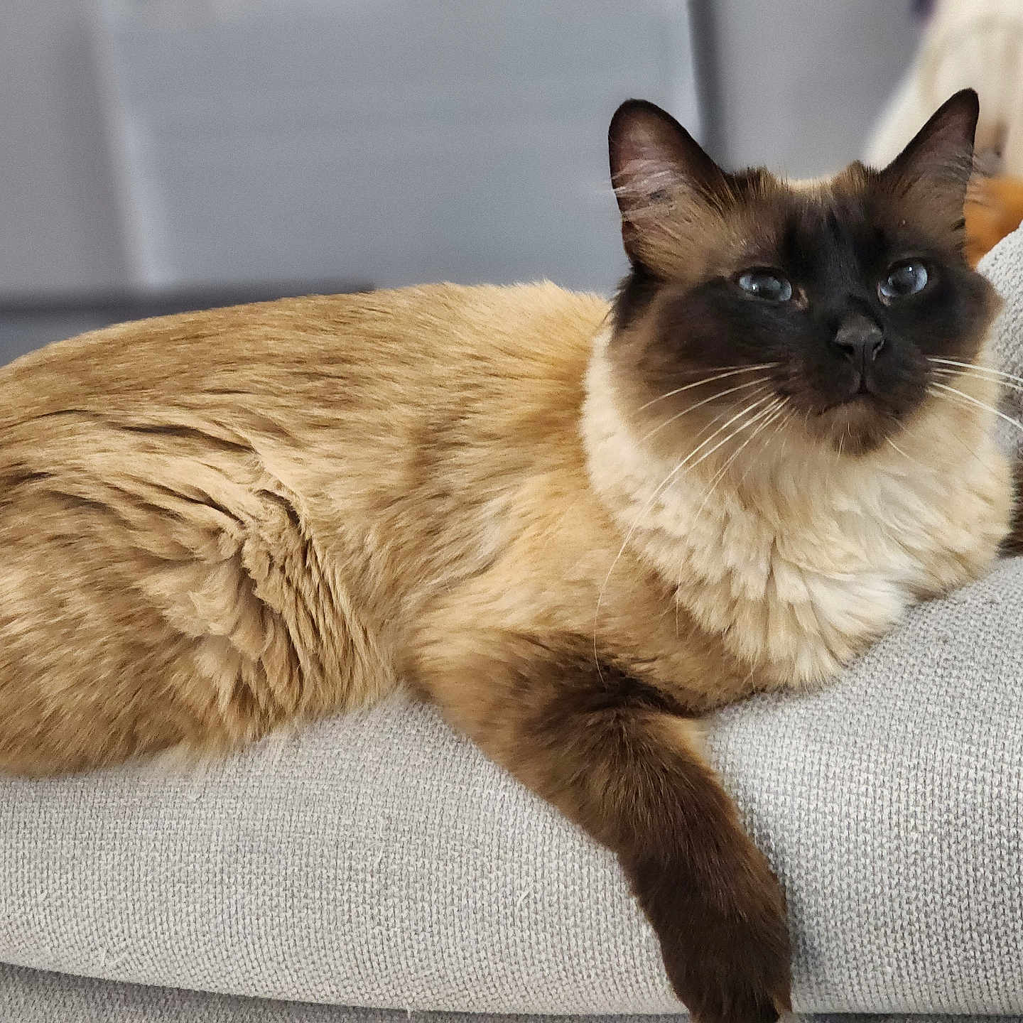 Blue participe au concours pour gagner de l'argent avec cette photo : cat, siamese_cat, feline, pet, animal, fluffy, blue_eyes, resting, indoor, cozy, fur, whiskers, relaxed, portrait, soft_texture, closeup, domestic_animal, cute, laying_down, comfortable