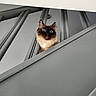 Blue a rejoint le concours — aidez-le/la à gagner de superbes lots ! cat, siamese_cat, blue_eyes, whiskers, staircase, railing, gray, modern, architecture, indoor, pet, curious, wide_eyes, fur, animal, looking, vertical, minimalist, expression, closeup