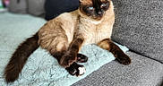 Blue a rejoint le concours — aidez-le/la à gagner de superbes lots ! animal, blanket, blue_eyes, cat, couch, cozy, cute, domestic_animal, feline, fur, home, indoor, paw, pet, relaxed, resting, siamese_cat, soft_texture, tail, whiskers
