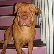 Hennessy is registered to the contest to win money with this photo: animal, brown_fur, canine, dog, doorway, floppy_ears, front_facing, household, indoor, large_dog, mastiff, pet, photograph, pink_background, portrait, serious_expression, sitting, stairs, wooden_steps, wrinkled_face