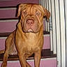 dog, mastiff, wrinkled_face, brown_fur, sitting, stairs, indoor, portrait, pet, canine, floppy_ears, large_dog, serious_expression, front_facing, wooden_steps, pink_background, doorway, animal, photograph, household