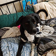 Apollo is registered to the contest to win money with this photo: dog, bed, blanket, pillow, indoor, furniture, black_and_white, pet, resting, curious, canine, domestic_animal, fabric, painting, metal_bed_frame, cozy, animal, cute, relaxed, living_space