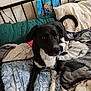 Apollo is registered to the contest to win money with this photo: animal, bed, black_and_white, blanket, canine, cozy, curious, cute, dog, domestic_animal, fabric, furniture, indoor, living_space, metal_bed_frame, painting, pet, pillow, relaxed, resting