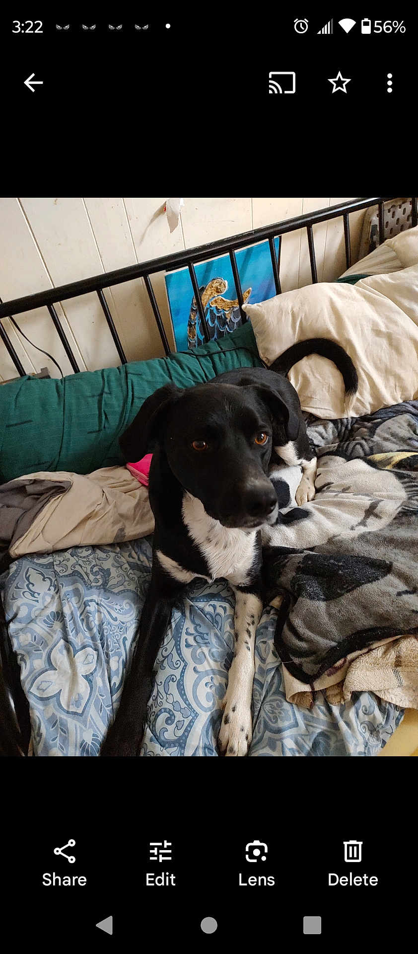 Apollo is registered to the contest to win money with this photo: dog, bed, blanket, pillow, indoor, furniture, black_and_white, pet, resting, curious, canine, domestic_animal, fabric, painting, metal_bed_frame, cozy, animal, cute, relaxed, living_space