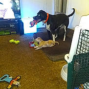 Apollo joined the competition — help win amazing prizes! animal, black_and_white_dog, brown_carpet, carpet, collar, crate, dog, dog_bed, dog_toy, floor, furniture, home, indoor, living_room, pet, playful, puppy, small_puppy, television, toy