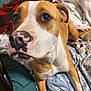 dog, brown_and_white, close_up, pet, indoor, blanket, patterned, fur, curious_expression, lying_down, bed, fabric, canine, animal, nose, ears, eyes, cute, domestic, companion
