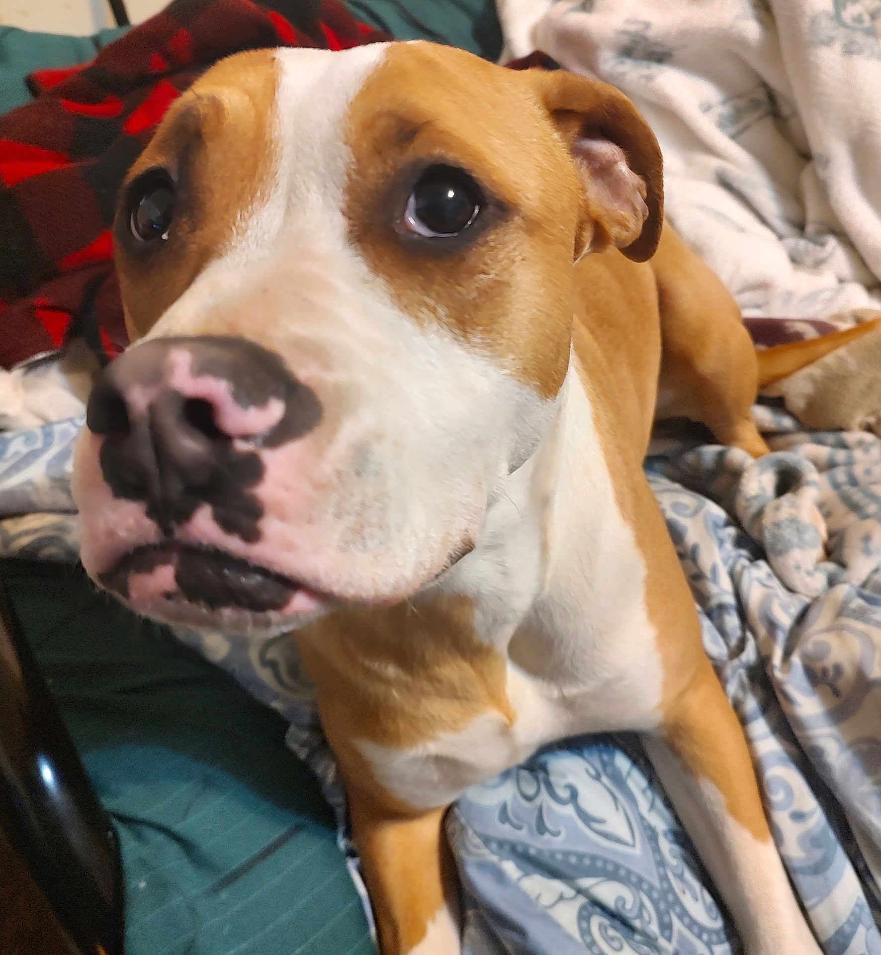 Artemis