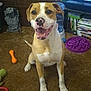 Artemis joined the competition — help win amazing prizes! dog, brown_carpet, toy, indoor, pet, smiling_dog, happy, canine, floor, animal, living_room, water_dispenser, television, books, plastic_toys, furniture, brown_and_white, sitting, playful, domestic
