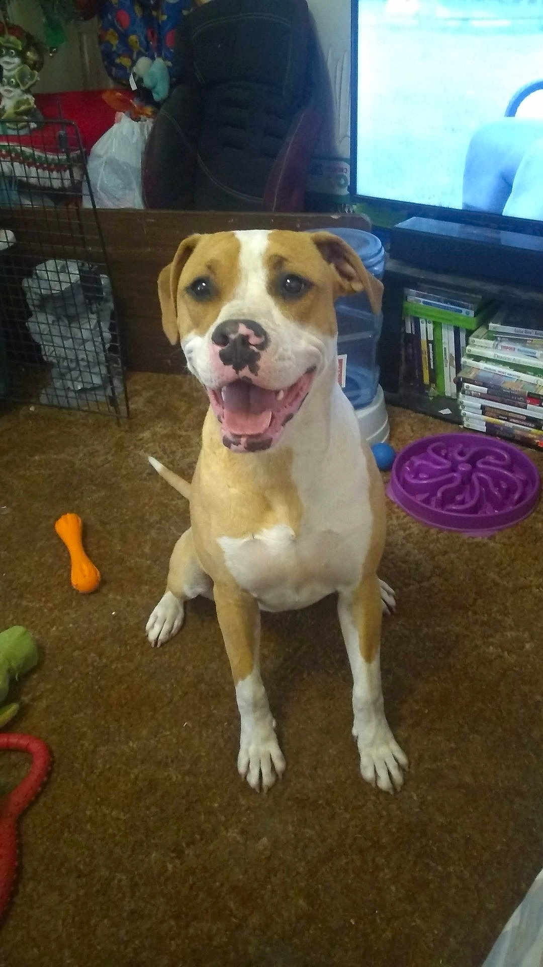 Artemis joined the competition — help win amazing prizes! dog, brown_carpet, toy, indoor, pet, smiling_dog, happy, canine, floor, animal, living_room, water_dispenser, television, books, plastic_toys, furniture, brown_and_white, sitting, playful, domestic