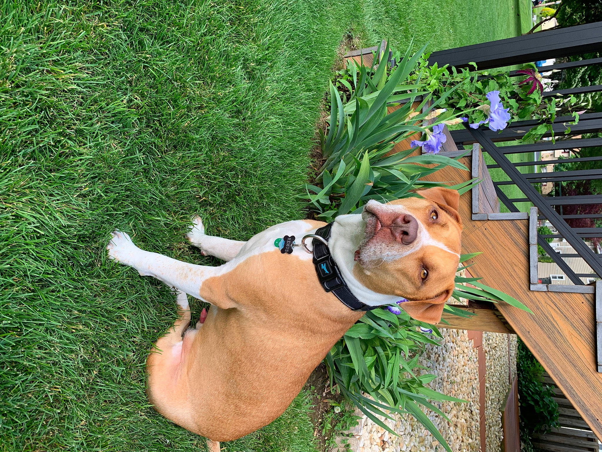 Remus joined the competition — help win amazing prizes! carnivore, collar, companion_dog, dog, dog_breed, dog_collar, dog_supply, fawn, flower, grass, grass_family, green, leisure, people_in_nature, pet_supply, plant, sporting_group, tail, wood, working_animal