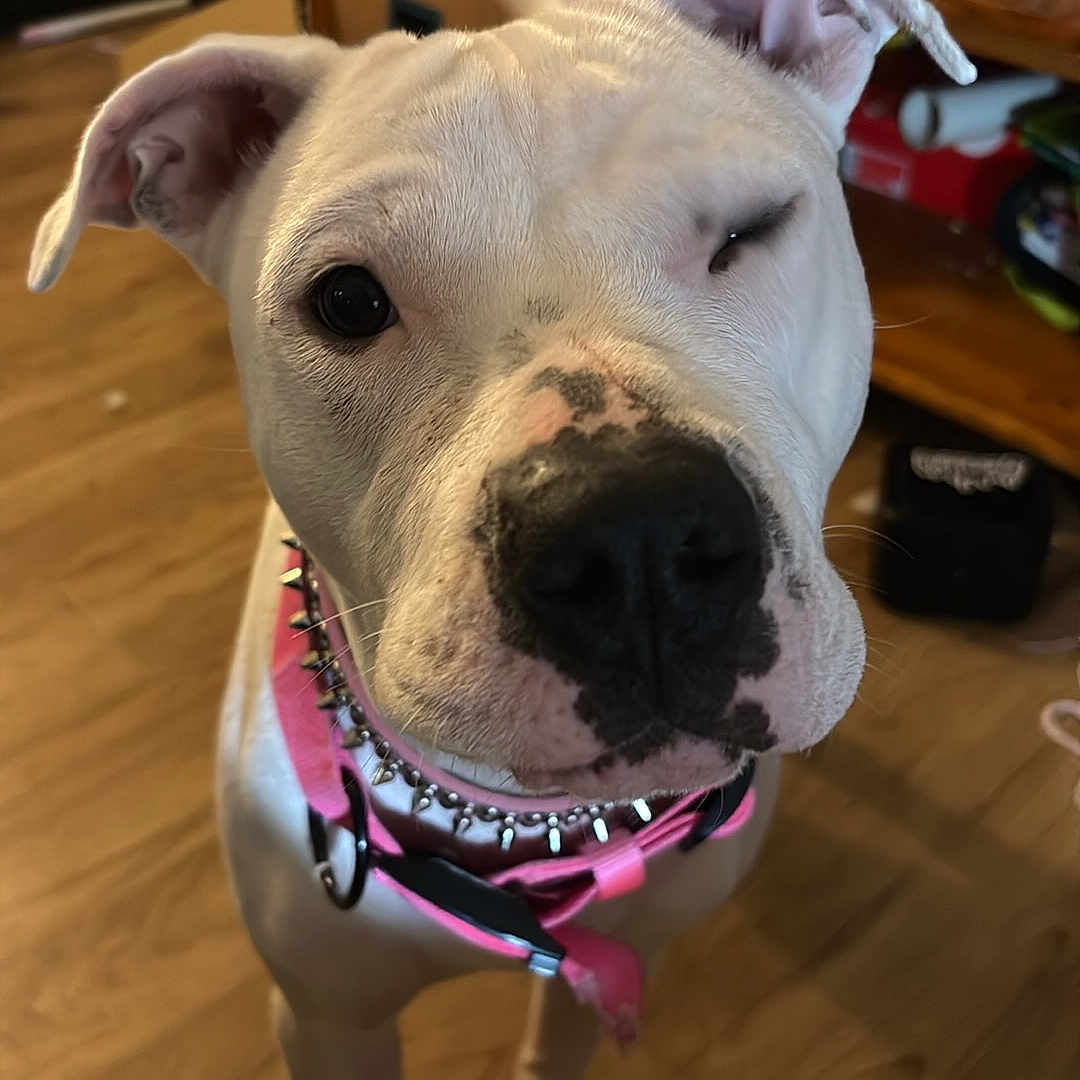 Pearl joined the competition — help win amazing prizes! dog, white_dog, winking, pink_collar, indoor, wooden_floor, pet, animal, cute, playful, ears, nose, standing, close_up, domestic, canine, collar, spiked_collar, household, room