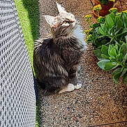 Zeus a rejoint le concours — aidez-le/la à gagner de superbes lots ! cat, gray_cat, white_paws, fluffy_fur, outdoor, garden, plants, potted_plants, sunlight, shadow, pebble_stone, decorative_elephant, curious_cat, pet, animal, nature, greenery, sitting, daylight, close_up
