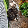cat, gray_cat, white_paws, fluffy_fur, outdoor, garden, plants, potted_plants, sunlight, shadow, pebble_stone, decorative_elephant, curious_cat, pet, animal, nature, greenery, sitting, daylight, close_up