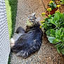 Zeus a rejoint le concours — aidez-le/la à gagner de superbes lots ! cat, gray_cat, fluffy_cat, pet, animal, outdoor, garden, plants, flowers, potted_plants, decor, elephant_sculpture, patio, stone_floor, curious, relaxed, sunlight, nature, greenery, cute